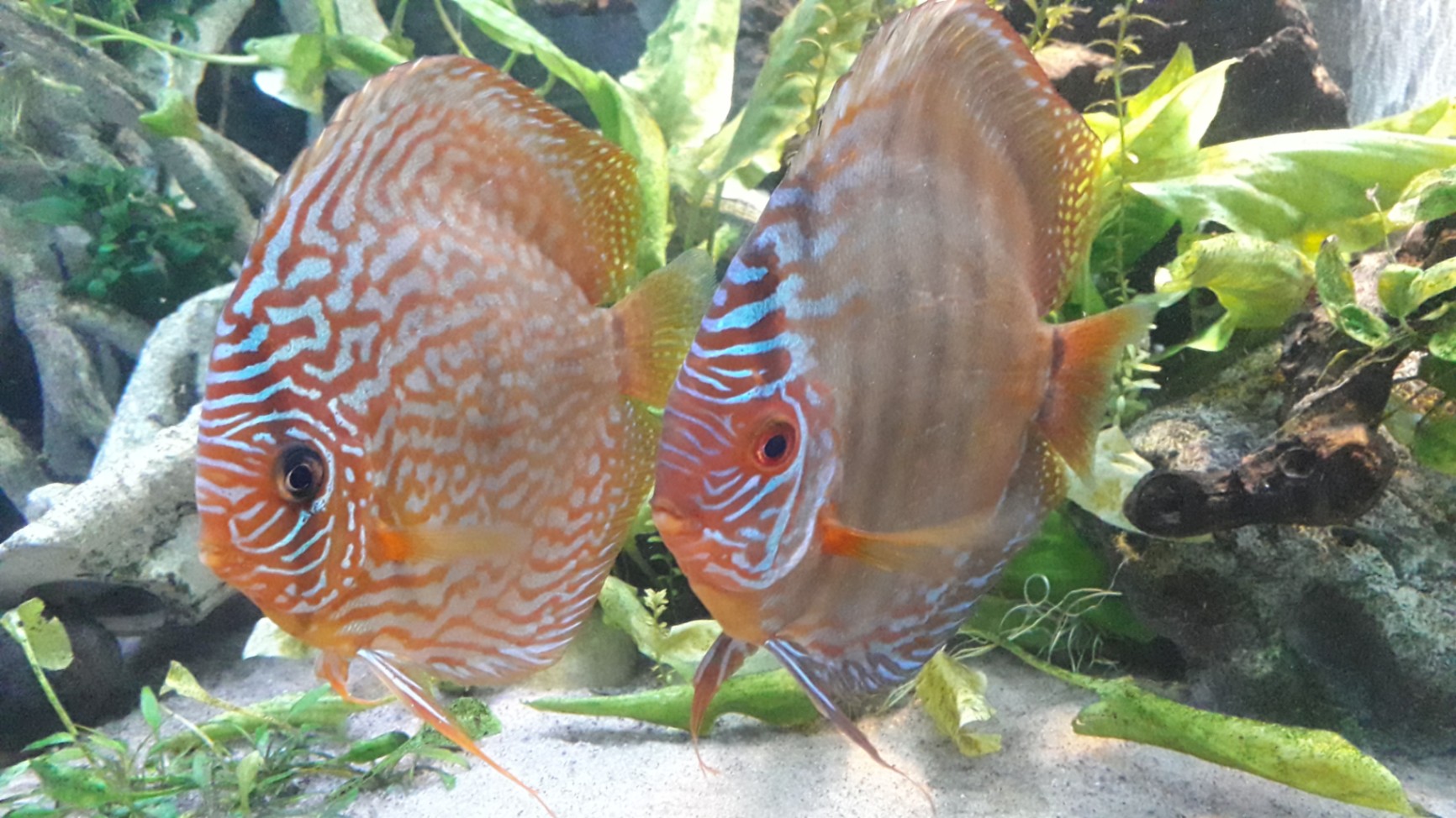 Discus lekpar