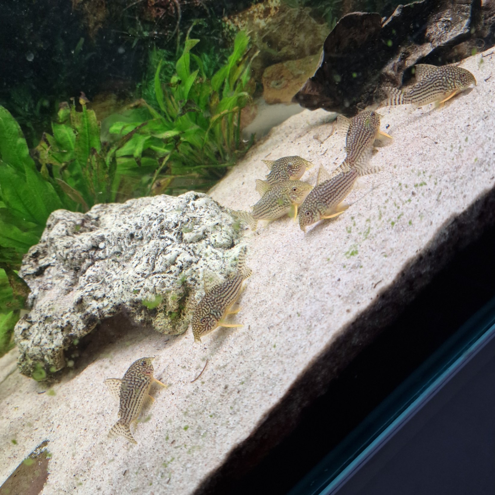 10 st Corydoras sterbai för 250kr