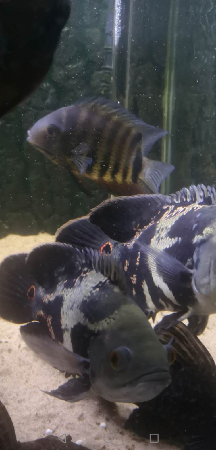 4 st Oscar 1 hantelciklid 2 st pleco