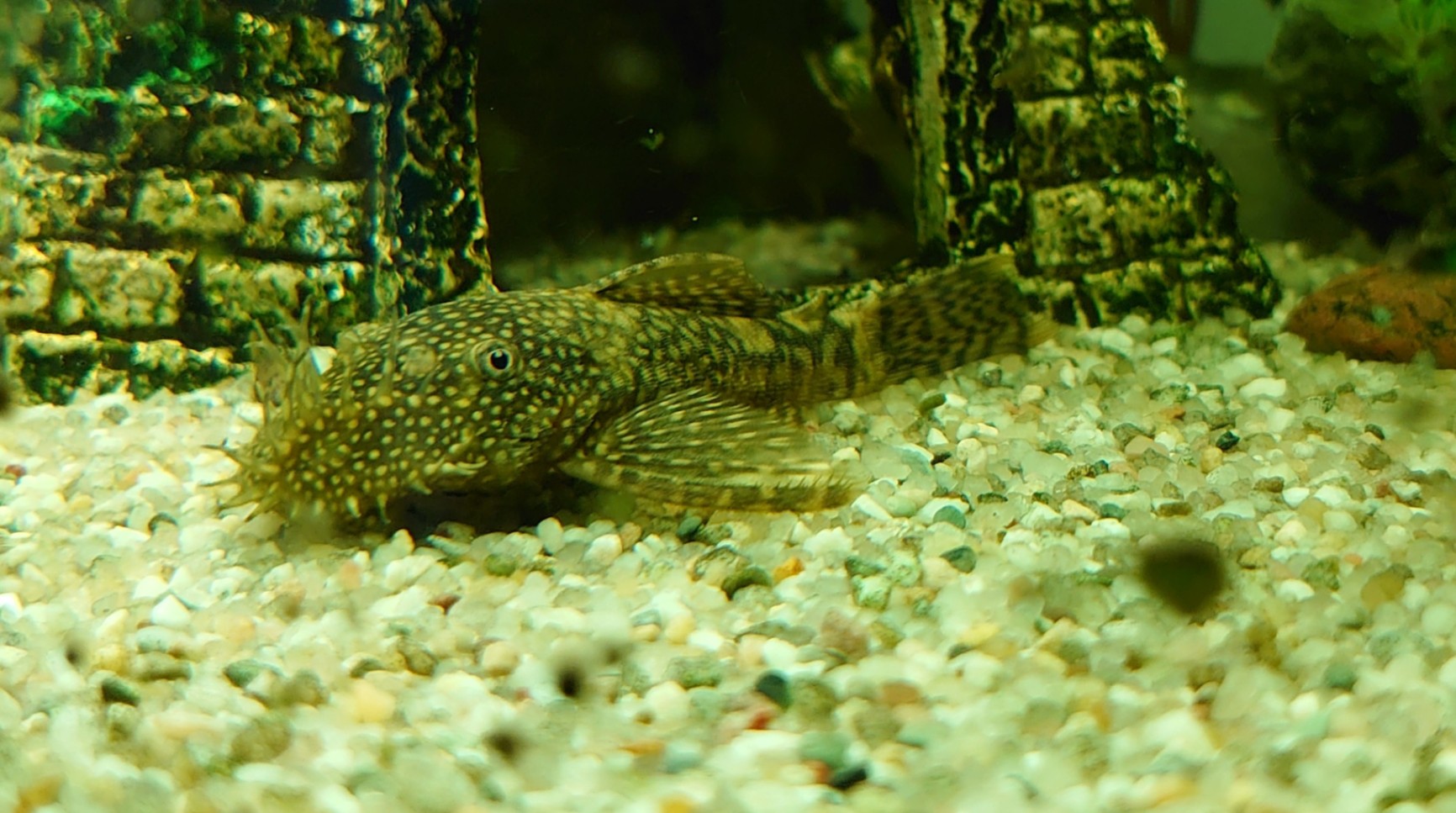 Ancistrusmal - hane säljes