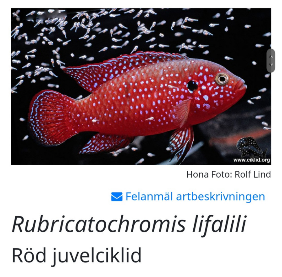 Röd Juwel Vuxna 4st