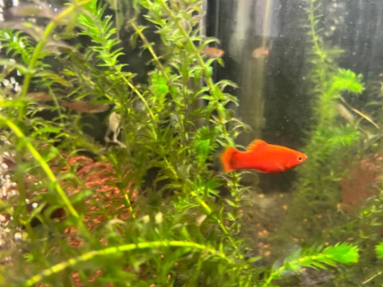 Platy hane