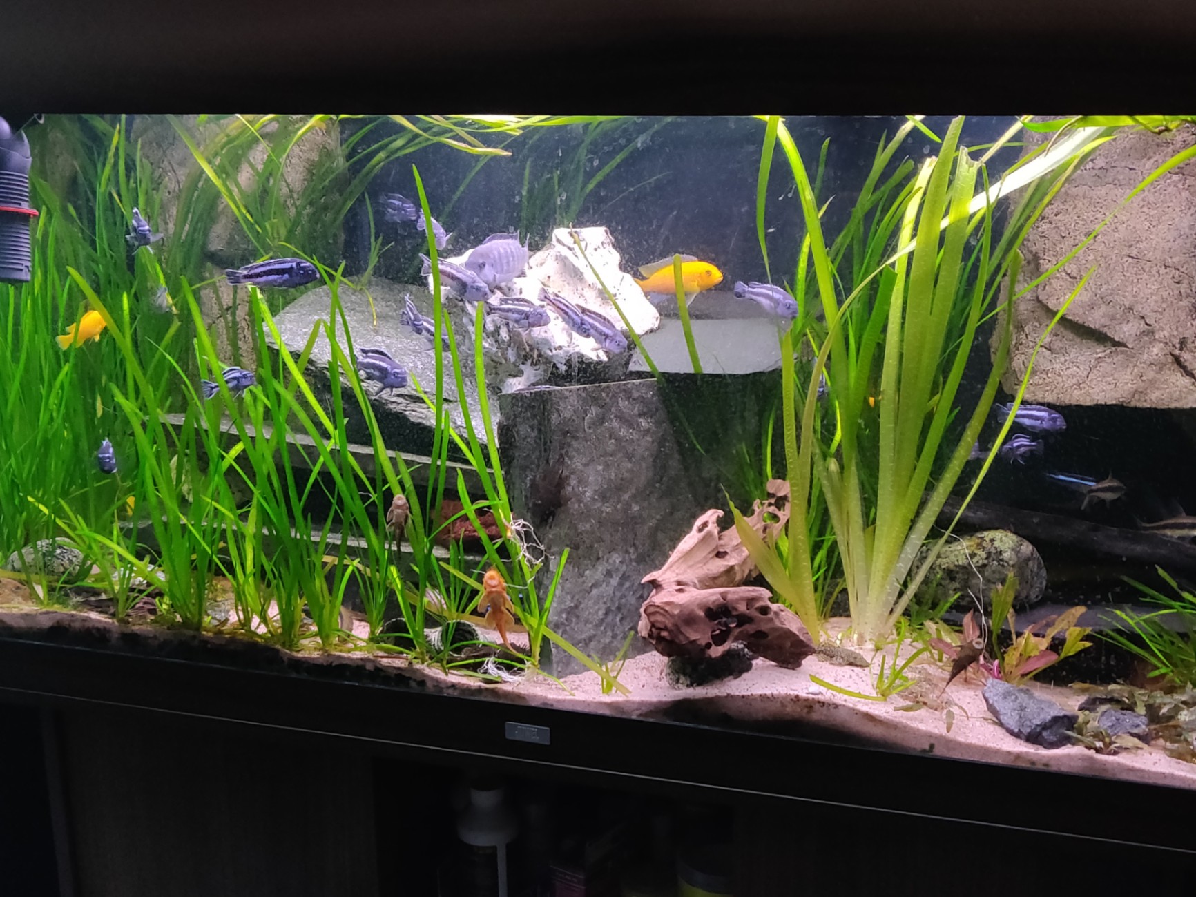 Pseudotropheus cyaneorhabdos - 'Maingano