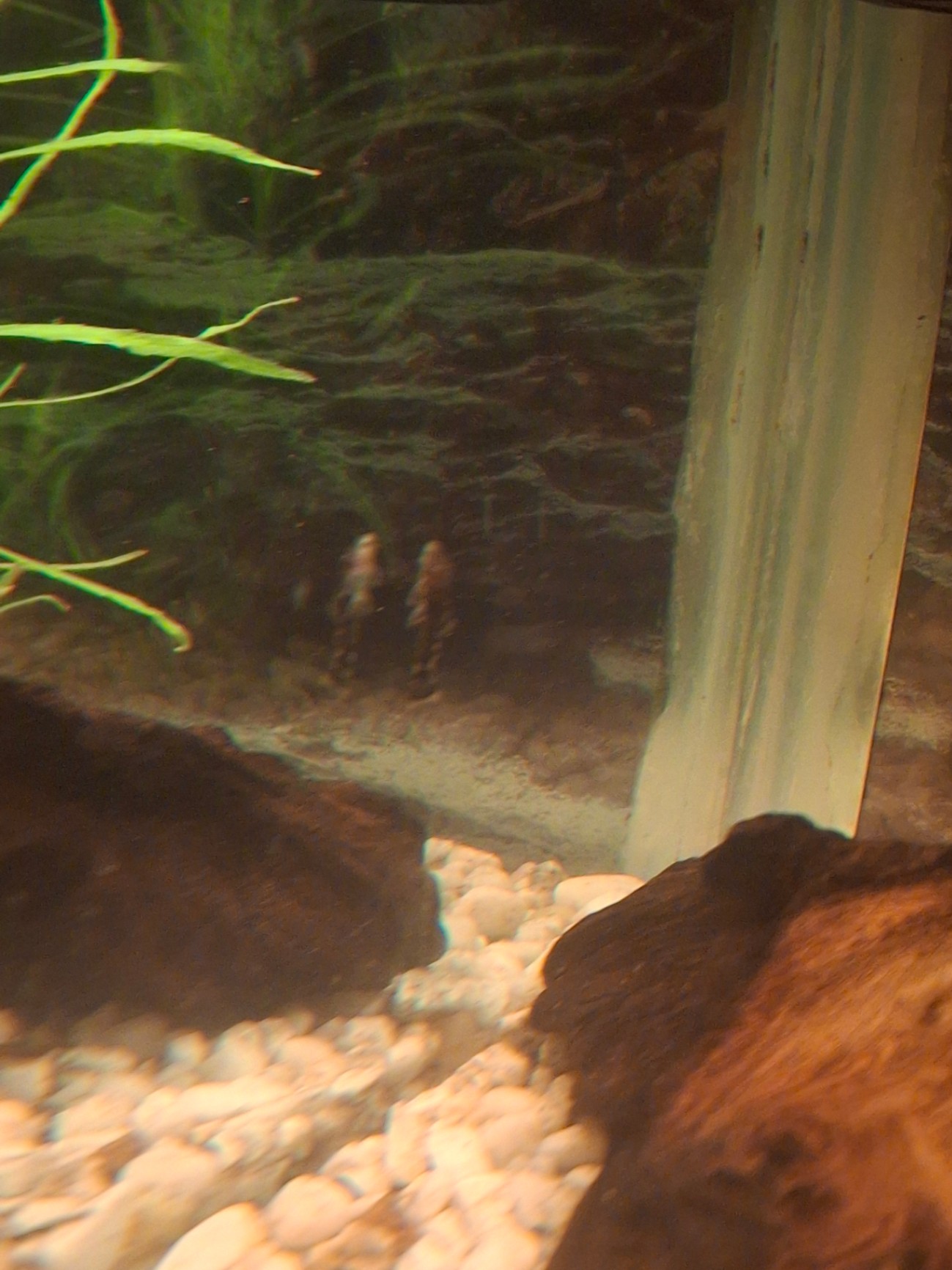 Ancistrus yngel