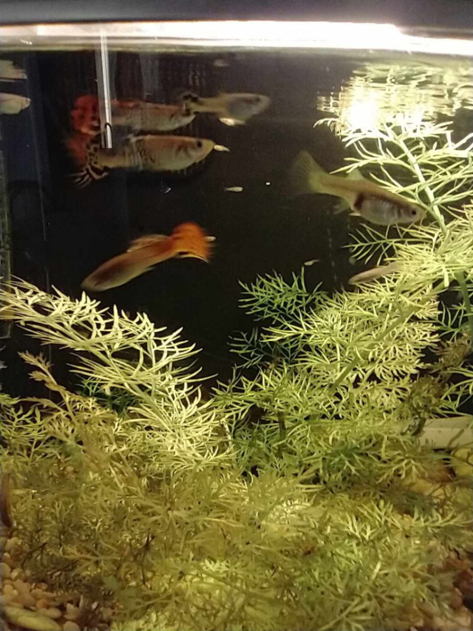guppy fiskar (Poecilia reticulata)